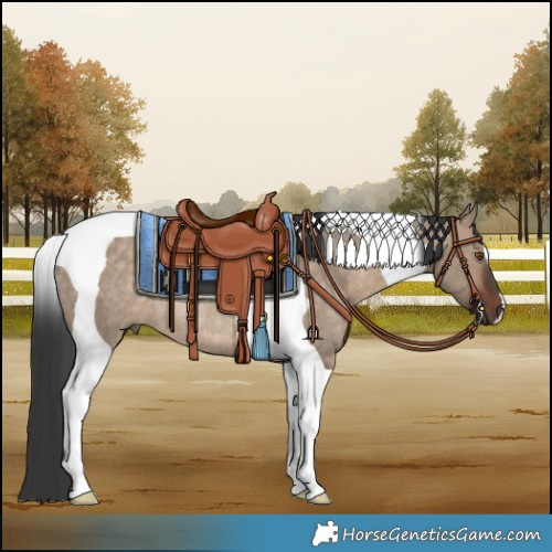 Horse Color:Brown Dun Tobiano Rabicano