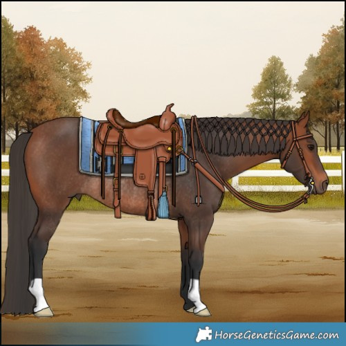 Horse Color:Bay Rabicano