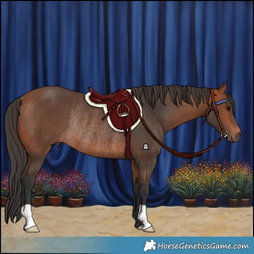 Horse Color:Bay Rabicano 