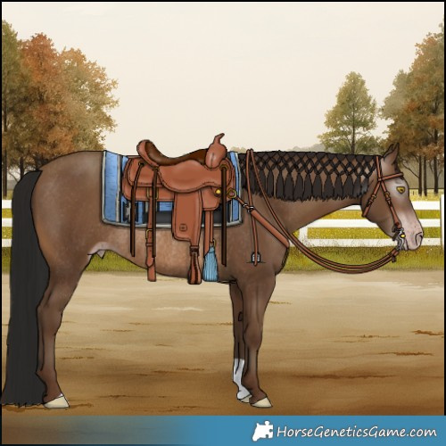 Horse Color:Gray Sable Champagne Rabicano 