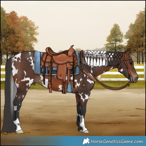 Horse Color:White Spotted Brown 
