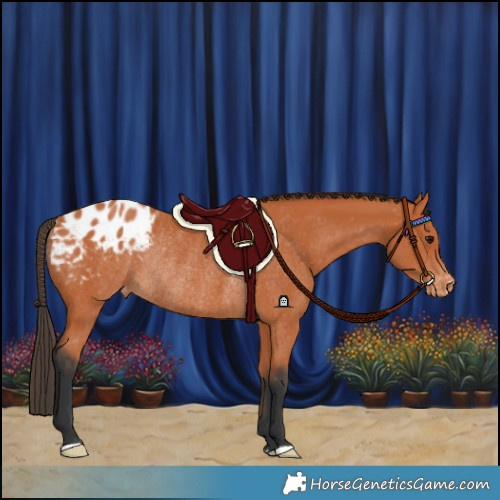 Horse Color:Bay Blanket Rabicano 