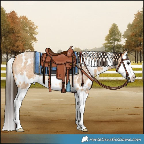 Horse Color:White Spotted Buckskin Roan Splash