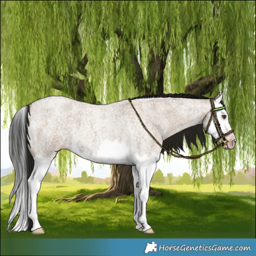 Horse Color:Gray Classic Champagne Roan Dun Splash 