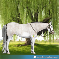 Horse Color:Gray Classic Champagne Roan Dun Splash 