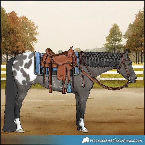 Horse Color:Grullo Blanket Rabicano