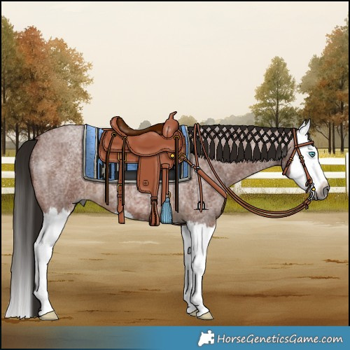 Horse Color:Gray Bay Roan Splash 