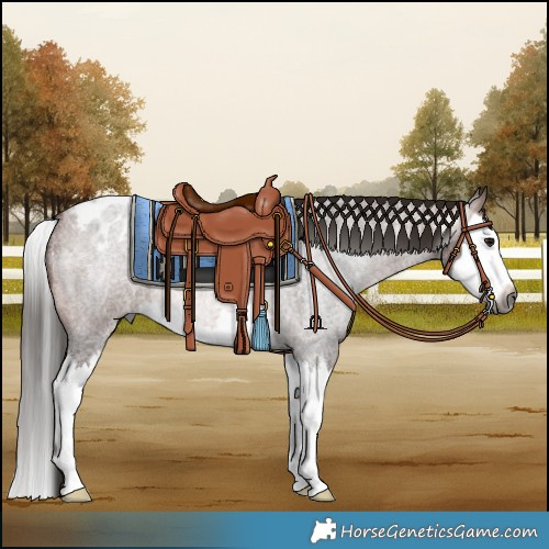 Horse Color:Gray Bay Roan Splash Varnish