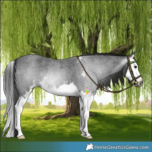 Horse Color:Gray Blue Roan Sabino Splash 