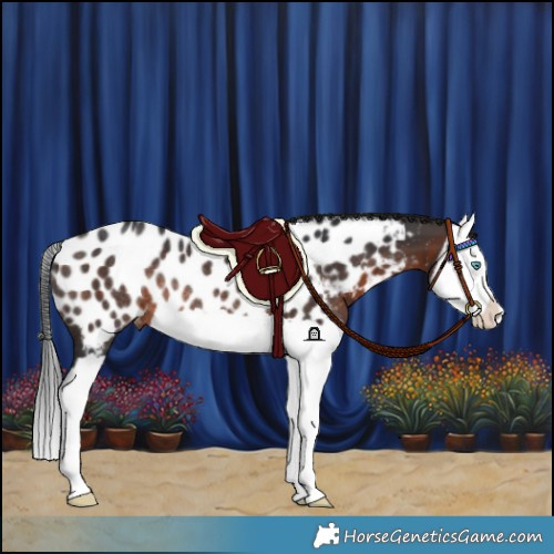 Horse Color:Brown Splash Appaloosa Rabicano