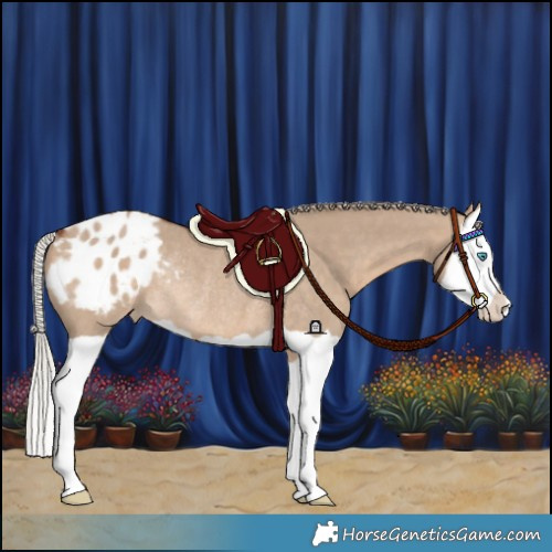 Horse Color:Silver Brown Dun Splash Varnish Rabicano 
