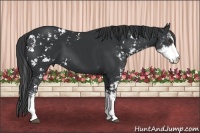 Horse Color:Black Sabino