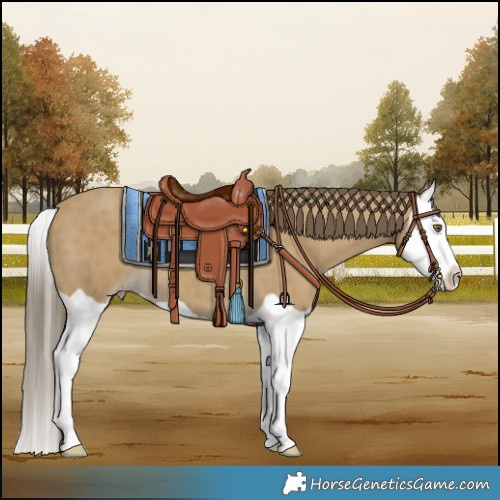 Horse Color:Classic Cream Champagne Splash