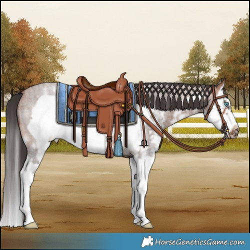 Horse Color:Bay Roan Sabino Splash Frame 