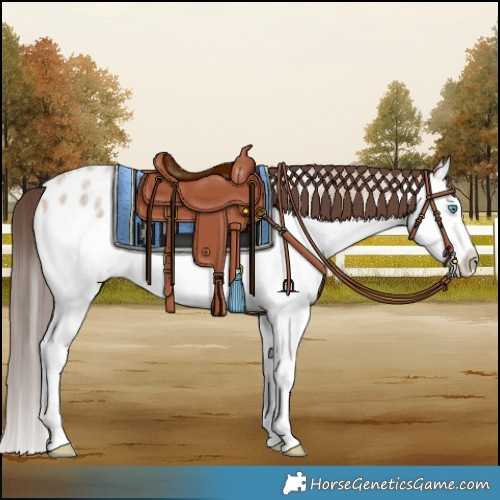 Horse Color:Amber Champagne Roan Splash Blanket 