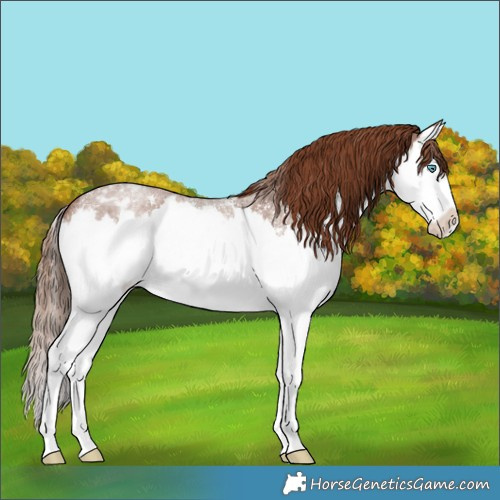 Horse Color:Red Roan Sabino Splash Varnish