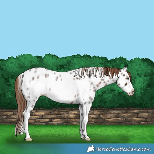 Horse Color:Liver Red Roan Splash Frame Near Leopard 