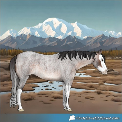 Horse Color:Brown Roan Splash