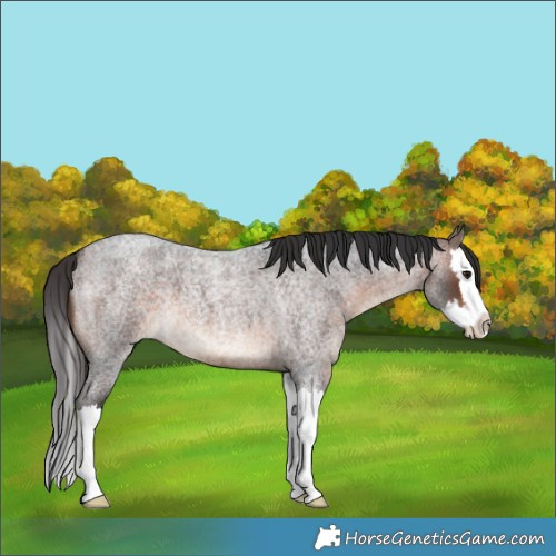 Horse Color:Brown Roan Splash 