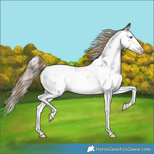 Horse Color:Red Roan Splash Near Fewspot 