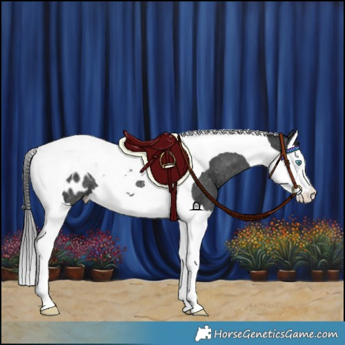 Horse Color:Black Splash Tobiano Appaloosa Rabicano 