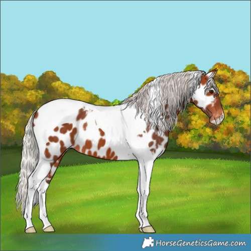 Horse Color:Silver Bay Tobiano Near Leopard