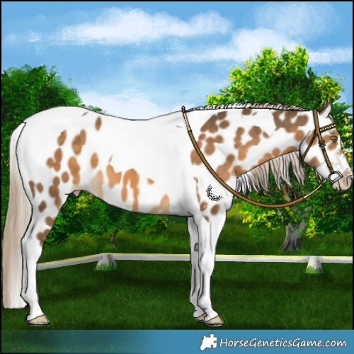 Horse Color:Chocolate Palomino Sabino Tobiano Leopard 