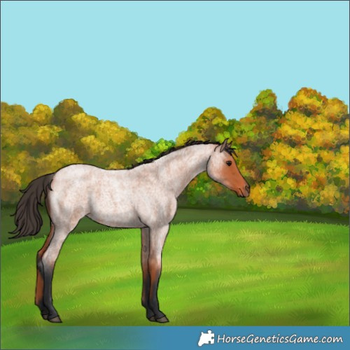 Horse Color:Bay Roan 