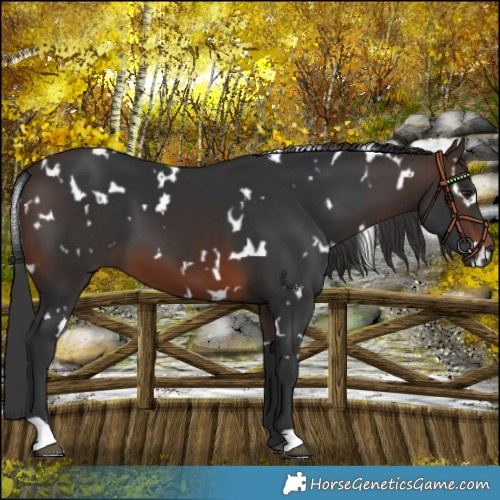 Horse Color:White Spotted Brown