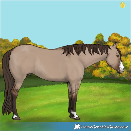 Horse Color:Liver Red Dun Sabino Rabicano 