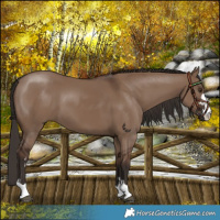 Horse Color:Liver Red Dun 