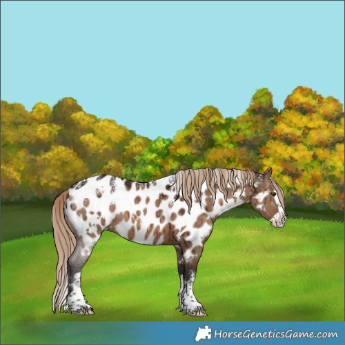Horse Color:Powder White White Spotted Liver Red Dun Splash Appaloosa Brindle