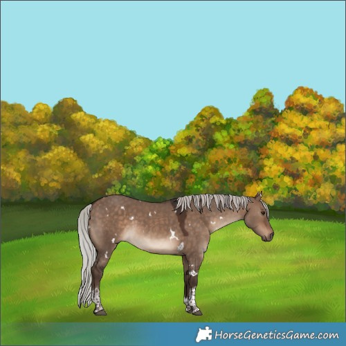 Horse Color:White Spotted Silver Brown Dun Tobiano