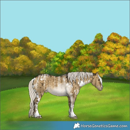 Horse Color:Powder White White Spotted Silver Buckskin Dun Appaloosa Brindle 