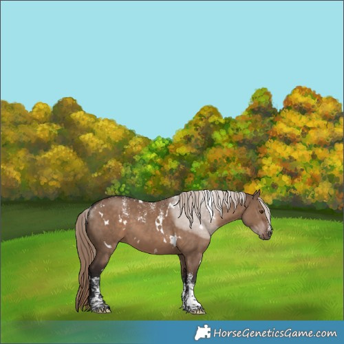 Horse Color:Powder White White Spotted Liver Red Dun