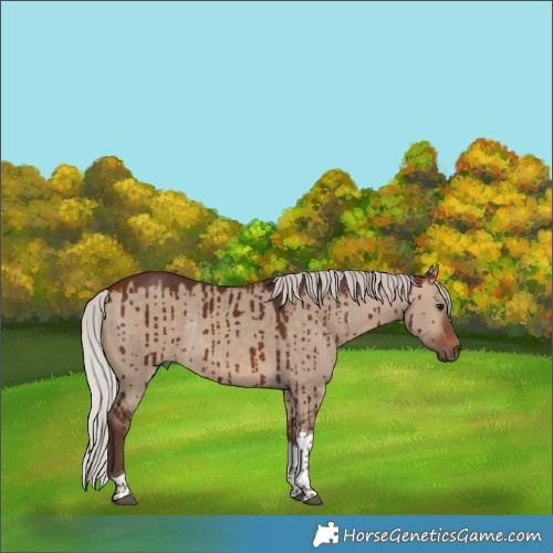 Horse Color:Silver Bay Dun Tobiano Rabicano Brindle