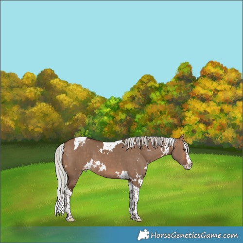 Horse Color:White Spotted Silver Bay Dun Splash Tobiano Appaloosa 