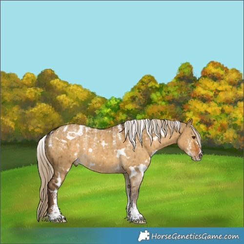 Horse Color:Powder White White Spotted Chocolate Palomino Dun Brindle 