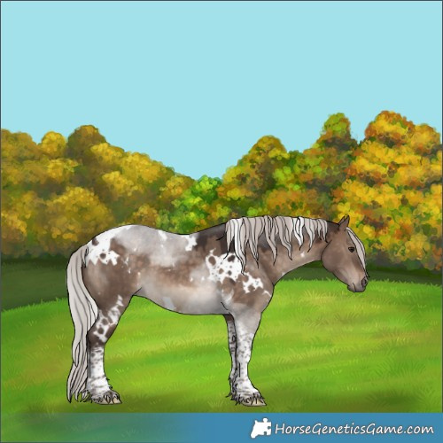 Horse Color:White Spotted Silver Brown Dun Tobiano 