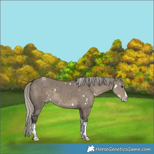 Horse Color:White Spotted Silver Smoky Grullo Splash Tobiano Appaloosa Rabicano Brindle