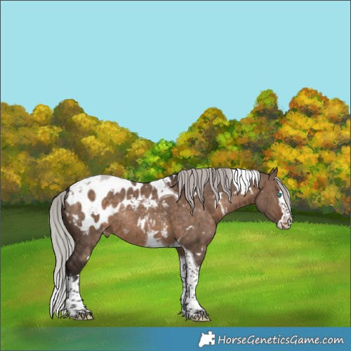 Horse Color:White Spotted Silver Brown Dun Splash Tobiano Appaloosa Rabicano Brindle 