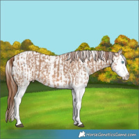 Horse Color:Red Dun Splash  and Red Dun Splash 