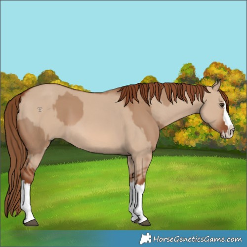 Horse Color:Red Dun Splash  and Red Dun Splash 