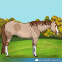 Horse Color:Red Dun Splash and Red Dun Splash