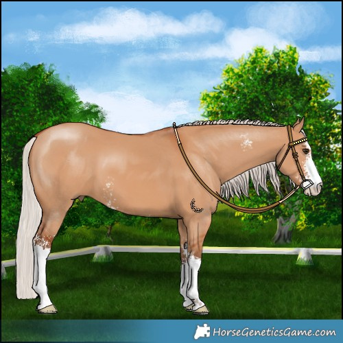 Horse Color:Silver Bay Dun Sabino