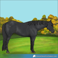 Horse Color:Black and Black