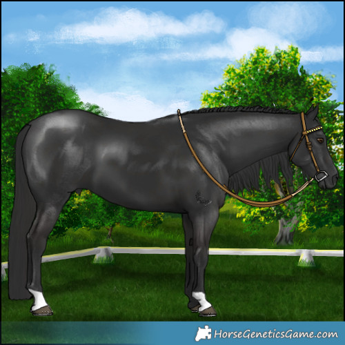 Horse Color:Liver Chestnut 