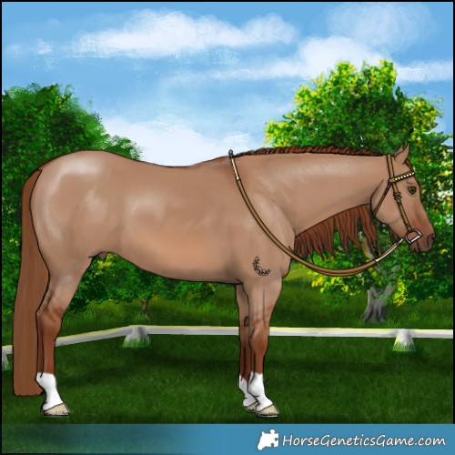 Horse Color:Red Dun