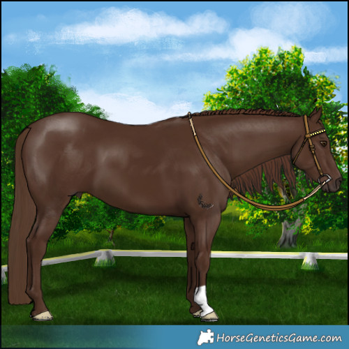 Horse Color:Liver Chestnut 