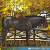 Horse Color:Liver Chestnut